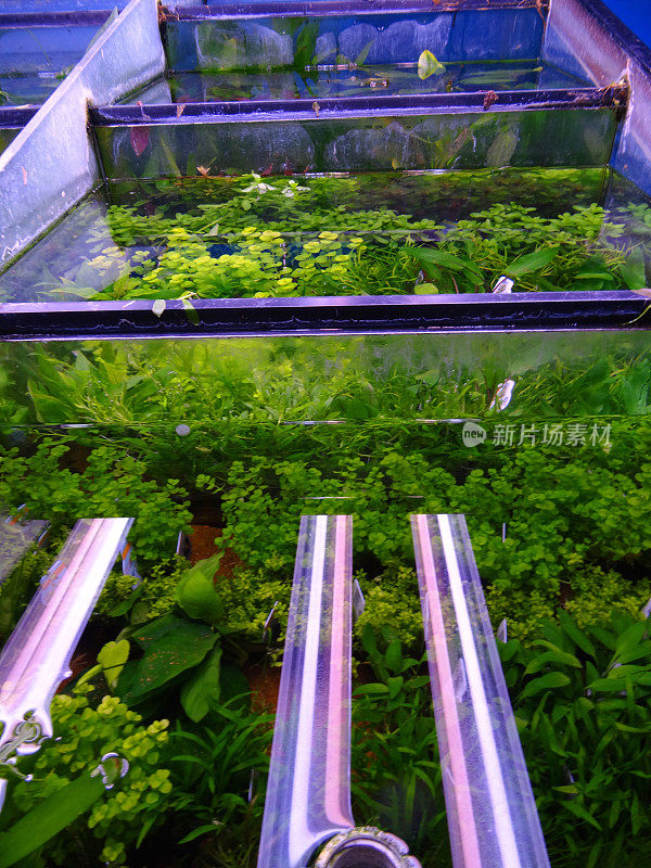 水生植物在宠物店的水族箱/鱼缸中生长